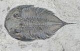 Nice Dalmanites Trilobite - New York #13645-3